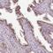 Microseminoprotein, Prostate Associated antibody, NBP2-30630, Novus Biologicals, Immunohistochemistry frozen image 