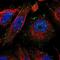 Cell death activator CIDE-3 antibody, NBP1-84469, Novus Biologicals, Immunofluorescence image 