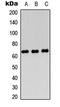 Podocalyxin Like 2 antibody, LS-C354349, Lifespan Biosciences, Western Blot image 