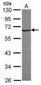 Ring Finger Protein 25 antibody, PA5-31073, Invitrogen Antibodies, Western Blot image 
