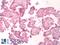 BKRB1 antibody, LS-A3580, Lifespan Biosciences, Immunohistochemistry frozen image 