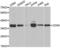 Cyclin Dependent Kinase 6 antibody, AHP2455, Bio-Rad (formerly AbD Serotec) , Western Blot image 