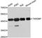 TAR DNA Binding Protein antibody, A0538, ABclonal Technology, Western Blot image 
