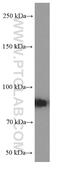 Ribonucleotide Reductase Catalytic Subunit M1 antibody, 60073-2-Ig, Proteintech Group, Western Blot image 