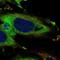 KDEL Endoplasmic Reticulum Protein Retention Receptor 3 antibody, HPA076405, Atlas Antibodies, Immunofluorescence image 