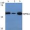 Heat Shock Protein Family A (Hsp70) Member 14 antibody, PA5-36406, Invitrogen Antibodies, Western Blot image 