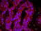 Yes Associated Protein 1 antibody, IHC-00665, Bethyl Labs, Immunohistochemistry frozen image 