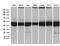 BAG family molecular chaperone regulator 5 antibody, MA5-27334, Invitrogen Antibodies, Western Blot image 