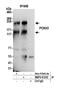 Pecanex 3 antibody, NBP2-61232, Novus Biologicals, Western Blot image 