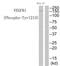 Fms Related Tyrosine Kinase 1 antibody, TA313886, Origene, Western Blot image 