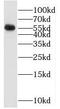 One Cut Homeobox 2 antibody, FNab05994, FineTest, Western Blot image 