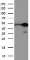 TAL BHLH Transcription Factor 1, Erythroid Differentiation Factor antibody, TA503900, Origene, Western Blot image 