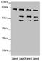 Zinc Finger FYVE-Type Containing 1 antibody, LS-C676741, Lifespan Biosciences, Western Blot image 