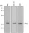 Peroxiredoxin 2 antibody, MAB3489, R&D Systems, Western Blot image 