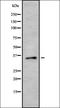 Hes Related Family BHLH Transcription Factor With YRPW Motif 2 antibody, orb378309, Biorbyt, Western Blot image 