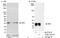 SCARA1 antibody, A300-743A, Bethyl Labs, Western Blot image 