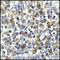 B7 antibody, TA355074, Origene, Immunohistochemistry frozen image 