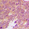 Protein S100-A16 antibody, LS-C358855, Lifespan Biosciences, Immunohistochemistry frozen image 