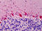 COP9 Signalosome Subunit 5 antibody, 51-620, ProSci, Immunohistochemistry frozen image 