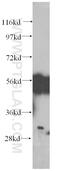 FKBP Prolyl Isomerase Like antibody, 60030-1-Ig, Proteintech Group, Western Blot image 
