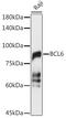 B-cell lymphoma 6 protein antibody, GTX55534, GeneTex, Western Blot image 