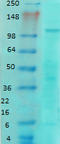 Glutamate Ionotropic Receptor NMDA Type Subunit 1 antibody, LS-C231746, Lifespan Biosciences, Western Blot image 
