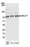 MLLT1 Super Elongation Complex Subunit antibody, A302-268A, Bethyl Labs, Western Blot image 