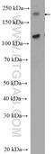 Cep170-like protein antibody, 18899-1-AP, Proteintech Group, Western Blot image 