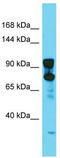 DNM2 antibody, TA340056, Origene, Western Blot image 