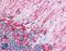 GFAP antibody, LS-B4512, Lifespan Biosciences, Immunohistochemistry frozen image 