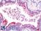 Death Associated Protein antibody, LS-B9674, Lifespan Biosciences, Immunohistochemistry frozen image 