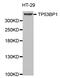 Tumor Protein P53 Binding Protein 1 antibody, MBS125697, MyBioSource, Western Blot image 