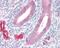 ADAM Metallopeptidase Domain 33 antibody, NBP1-30898, Novus Biologicals, Immunohistochemistry frozen image 