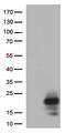 Melan-A antibody, LS-C796982, Lifespan Biosciences, Western Blot image 