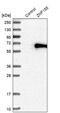 Zinc Finger Protein 155 antibody, PA5-51865, Invitrogen Antibodies, Western Blot image 