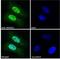 Homeobox D13 antibody, NBP1-52149, Novus Biologicals, Immunocytochemistry image 