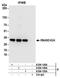 Ribonuclease H2 Subunit A antibody, A304-149A, Bethyl Labs, Immunoprecipitation image 