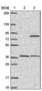 Ubiquitin Associated And SH3 Domain Containing B antibody, NBP1-92456, Novus Biologicals, Western Blot image 