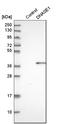 Deoxyribonuclease-1 antibody, HPA010703, Atlas Antibodies, Western Blot image 