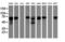 Coiled-Coil Domain Containing 93 antibody, LS-C175313, Lifespan Biosciences, Western Blot image 