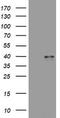 Wnt Family Member 3 antibody, TA801866S, Origene, Western Blot image 