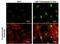 X-Box Binding Protein 1 antibody, PA5-78232, Invitrogen Antibodies, Immunofluorescence image 