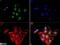 Insulin Like Growth Factor 2 Receptor antibody, NB300-514, Novus Biologicals, Immunocytochemistry image 
