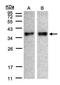 Zona Pellucida Binding Protein antibody, orb74233, Biorbyt, Western Blot image 