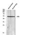 Vitronectin antibody, STJ97659, St John