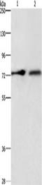 CUB Domain Containing Protein 1 antibody, TA351068, Origene, Western Blot image 