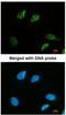 Structural Maintenance Of Chromosomes 3 antibody, NBP2-20418, Novus Biologicals, Immunocytochemistry image 