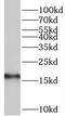 Trafficking Protein Particle Complex 2 antibody, FNab08945, FineTest, Western Blot image 