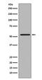 SMAD2 antibody, M00090, Boster Biological Technology, Western Blot image 