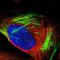 Neuronal Growth Regulator 1 antibody, NBP1-83116, Novus Biologicals, Immunofluorescence image 